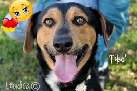 Tibo